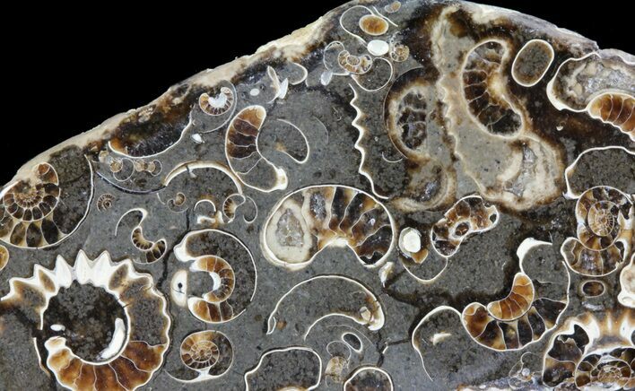 Polished Ammonite Fossil Slab - Marston Magna Marble #63825